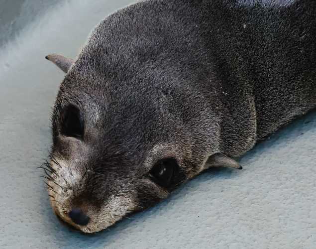 Guadalupe fur seal Grapefruit