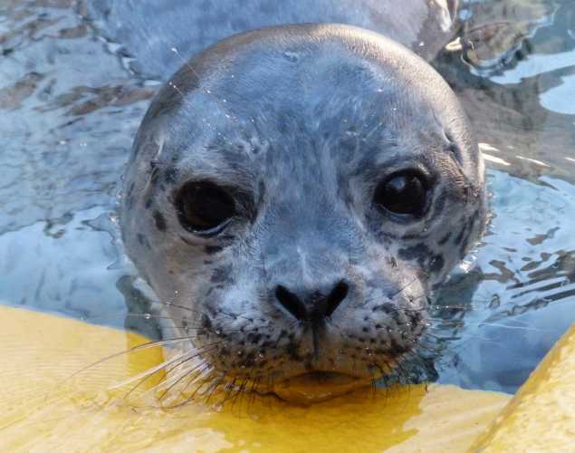 harbor seal Pinenut