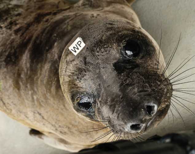 elephant seal Europa