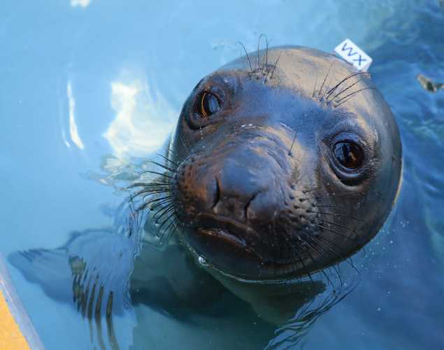elephant seal Tazzy