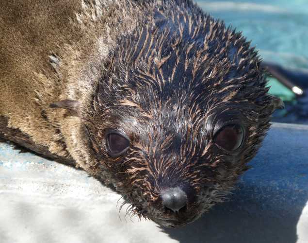 Guadalupe fur seal Lejos