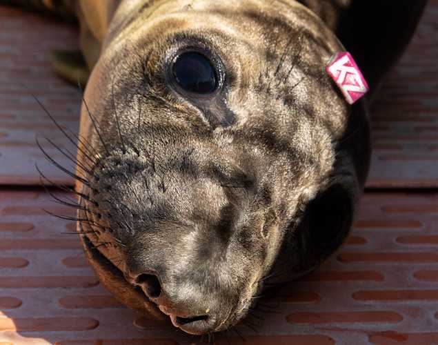 Northern elephant seal pup