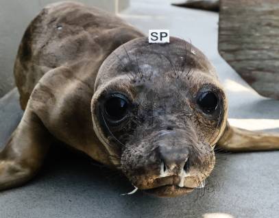northern elephant seal Rummy