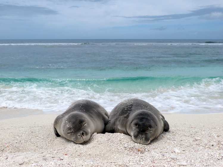 two Hawaiian monk seals on the beach
