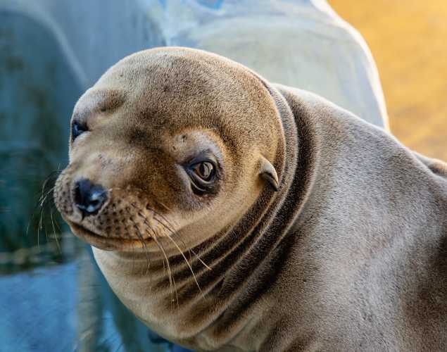 California sea lion Sanuk