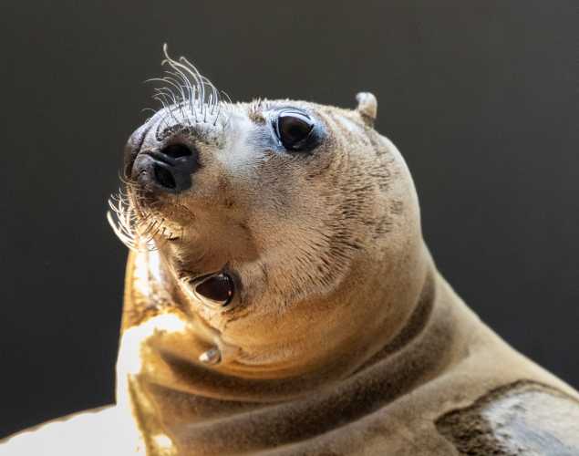 california sea lion dawncall