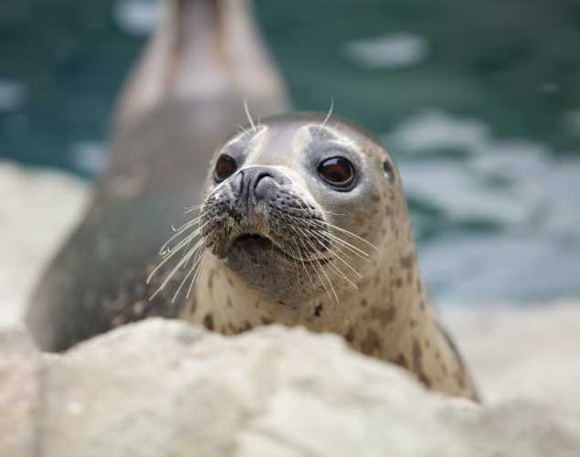 harbor seal on a rock