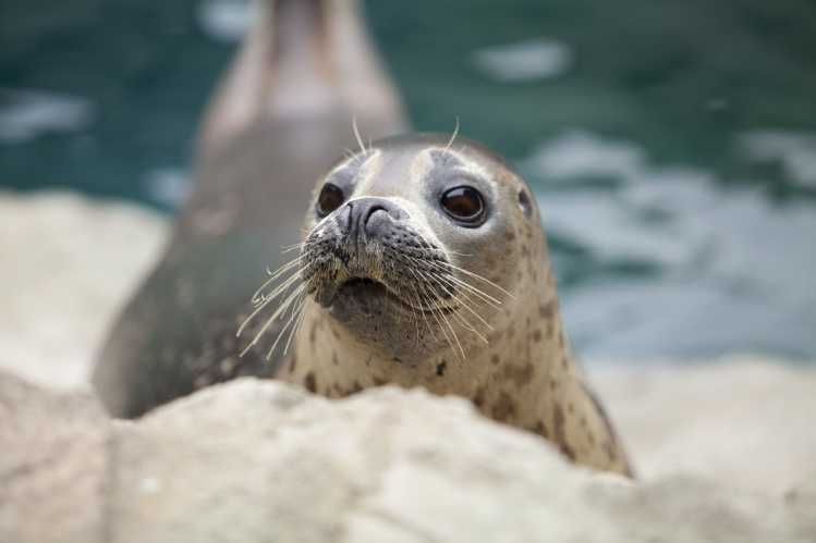 harbor seal on a rocky coastline