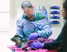 Dr. Cara Field performs an exam on a harbor seal pup