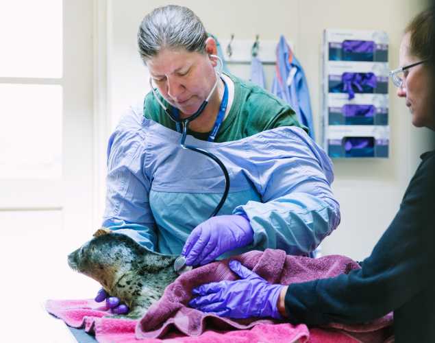 Dr. Cara Field performs an exam on a harbor seal pup