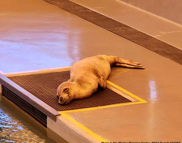 Hawaiian monk seal in care at the marine mammal center