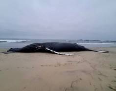 humpback whale washed up on beach