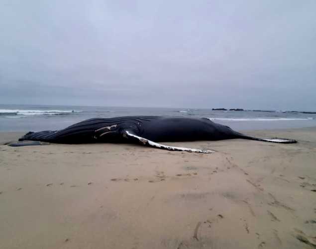 humpback whale washed up on beach