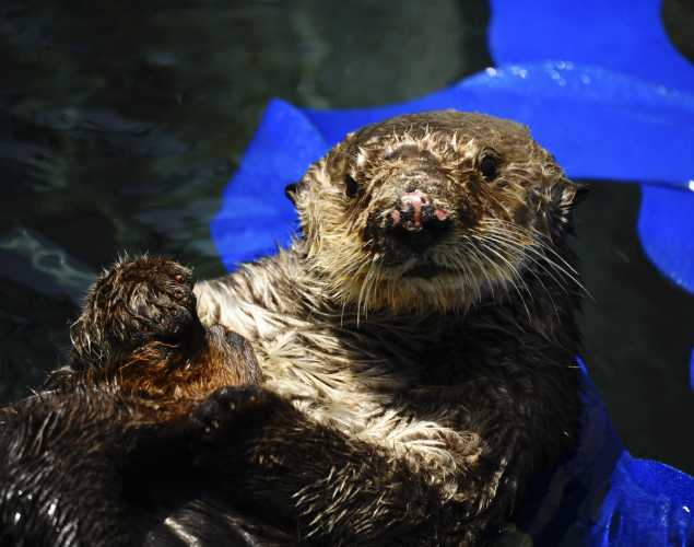 southern sea otter Otto
