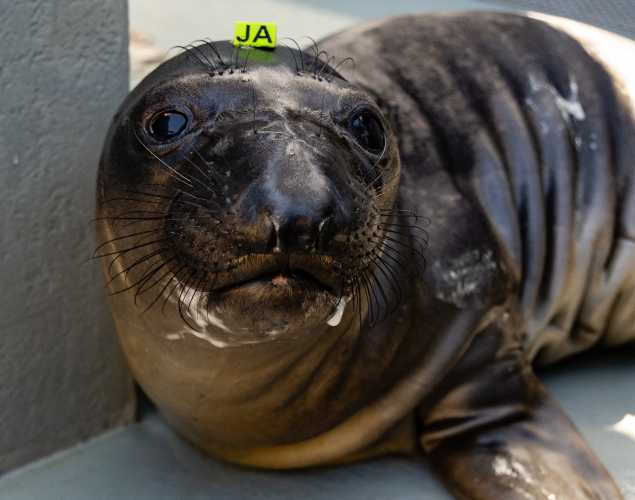 northern elephant seal Aioli