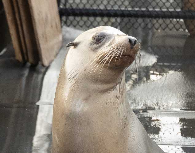 California sea lion named Lunarose