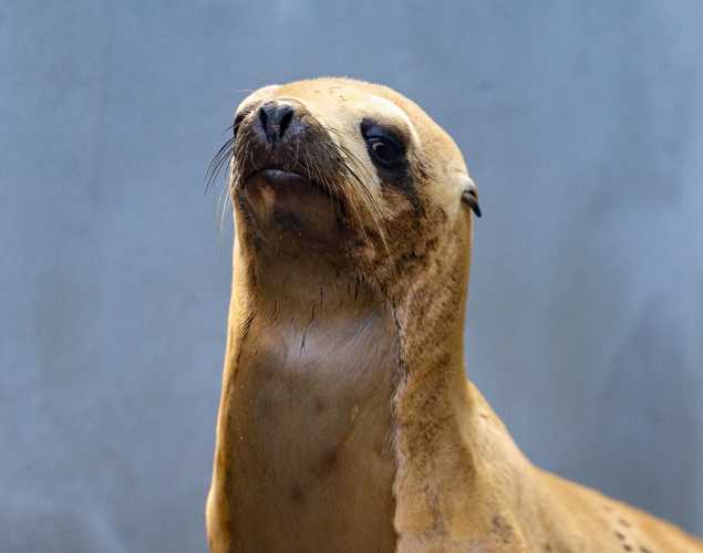 California sea lion Sphynx