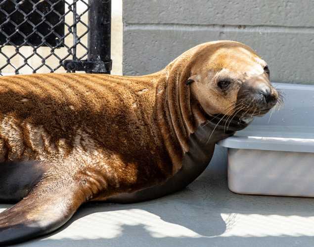 California sea lion Orange