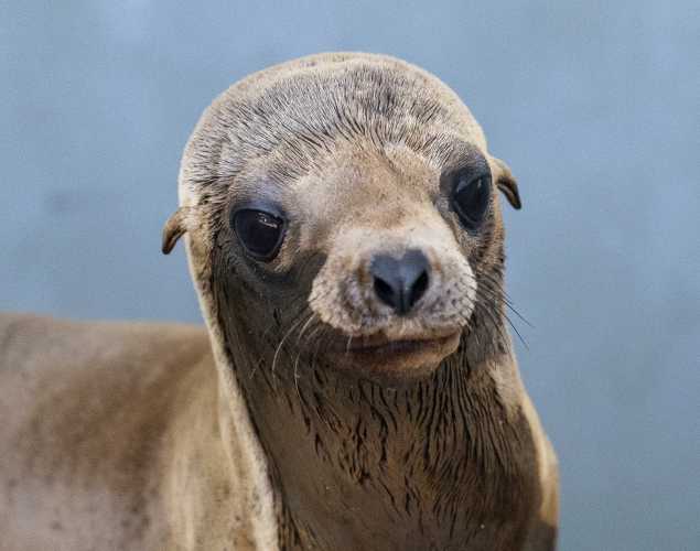 California sea lion Sterling