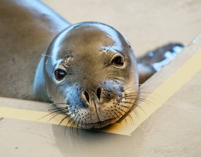 Hawaiian monk seal RK58