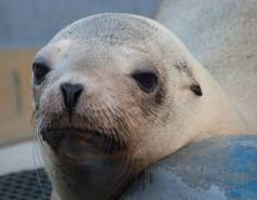 California sea lion Superstition