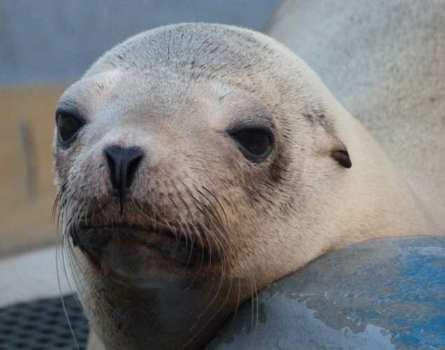 California sea lion Superstition