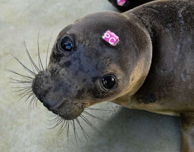 Northern elephant seal pup
