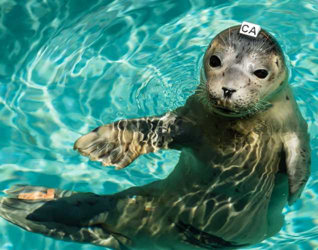harbor seal Barnwood