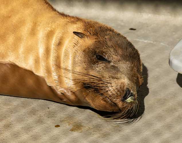 California sea lion Tako