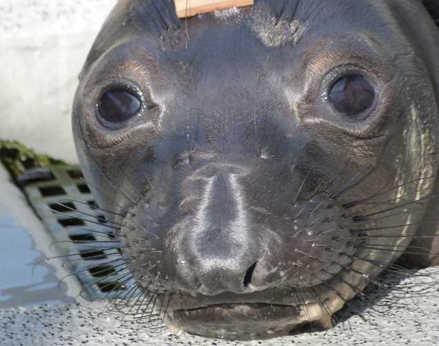elephant seal Lush