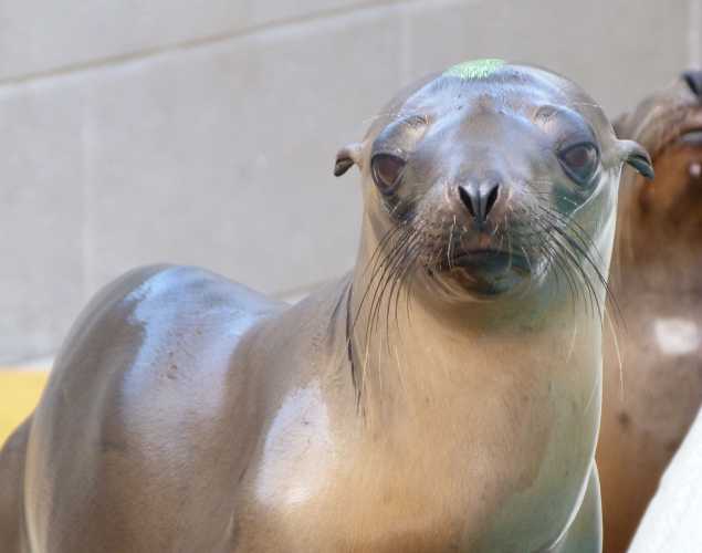 California sea lion Silversun