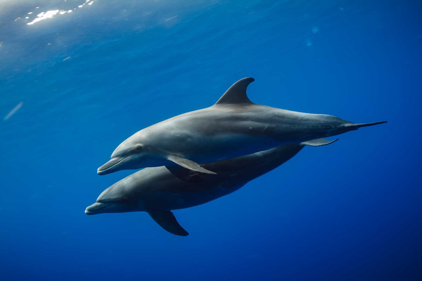 two bottlenose dolphins swimming underwater