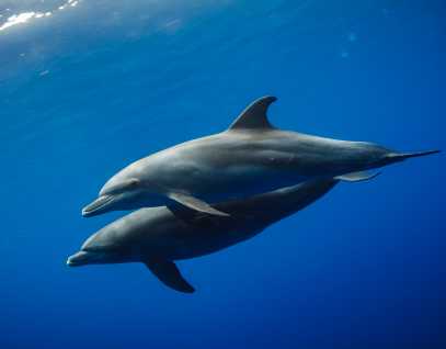 two bottlenose dolphins swimming underwater
