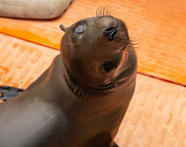 California sea lion, Whalefall