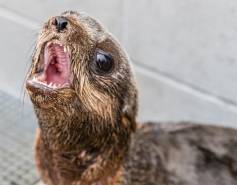 northern fur seal