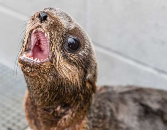 northern fur seal Mordanne