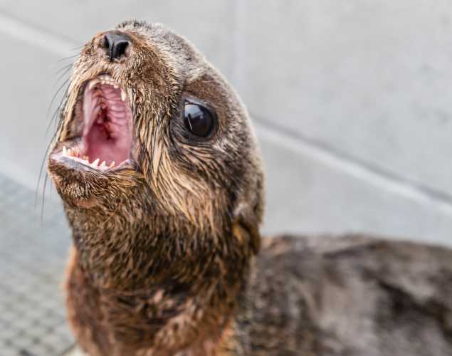 northern fur seal Mordanne
