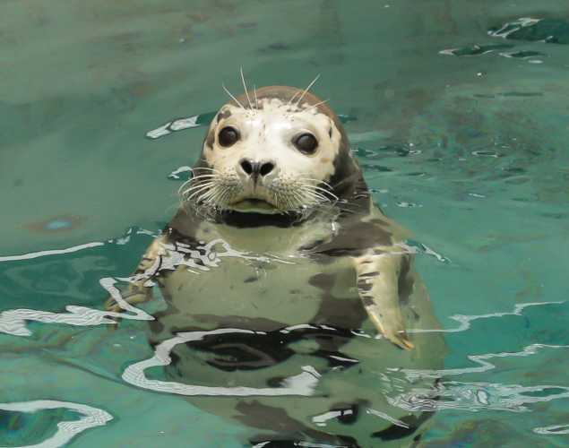 harbor seal Foscle