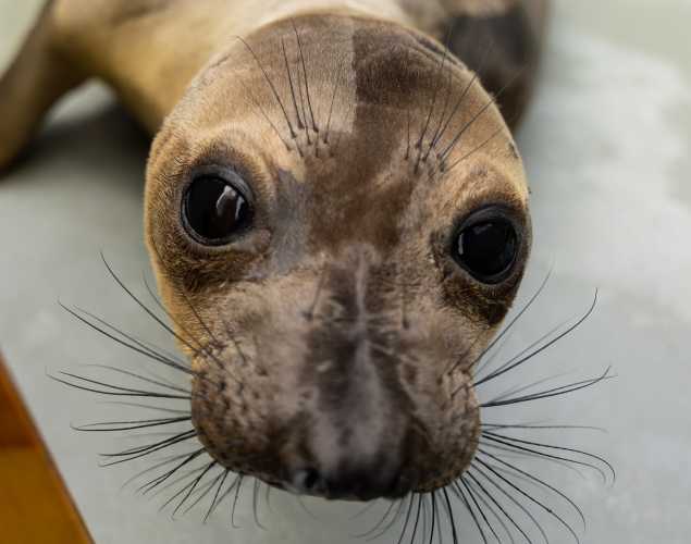 northern elephant seal Clover