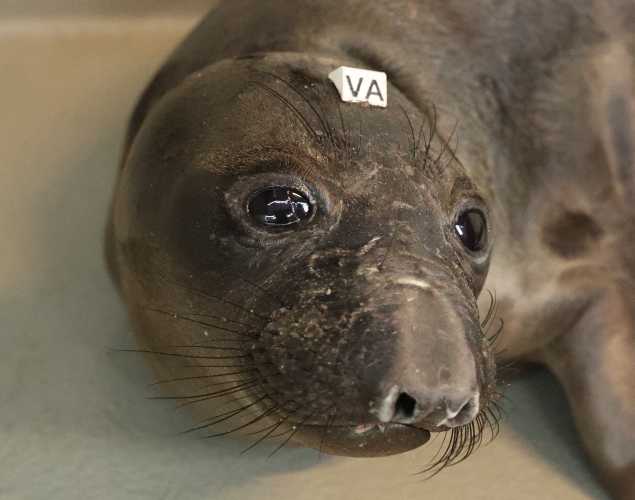 northern elephant seal Almond