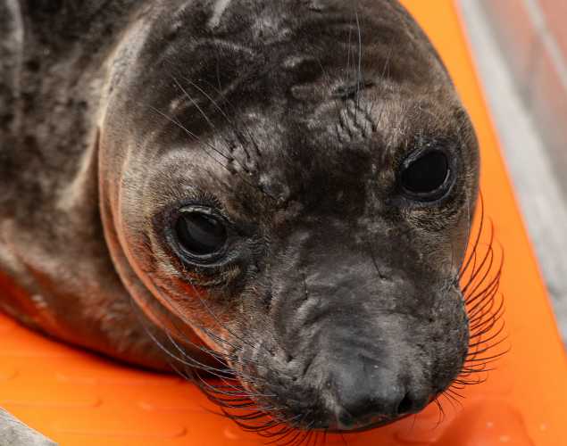 northern elephant seal Chess