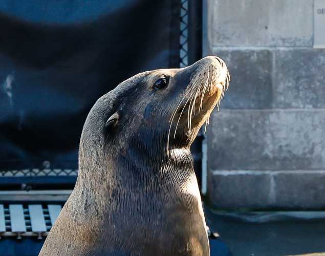 California sea lion Duney