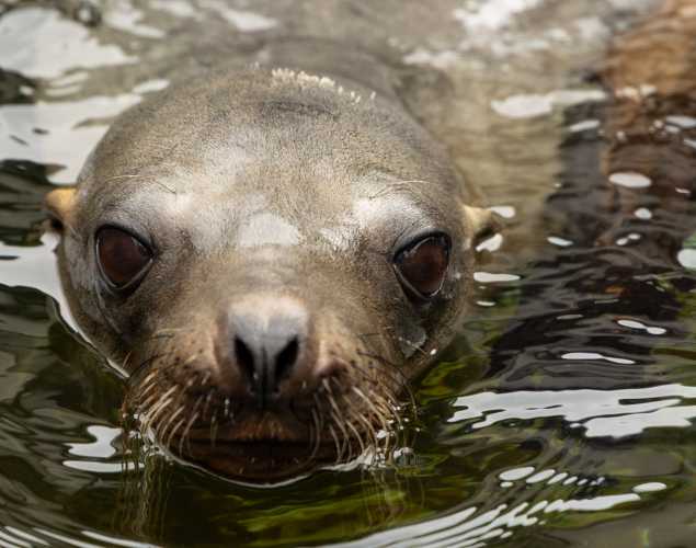 California sea lion