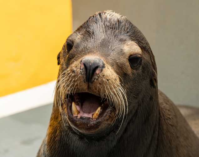 California sea lion Flippy