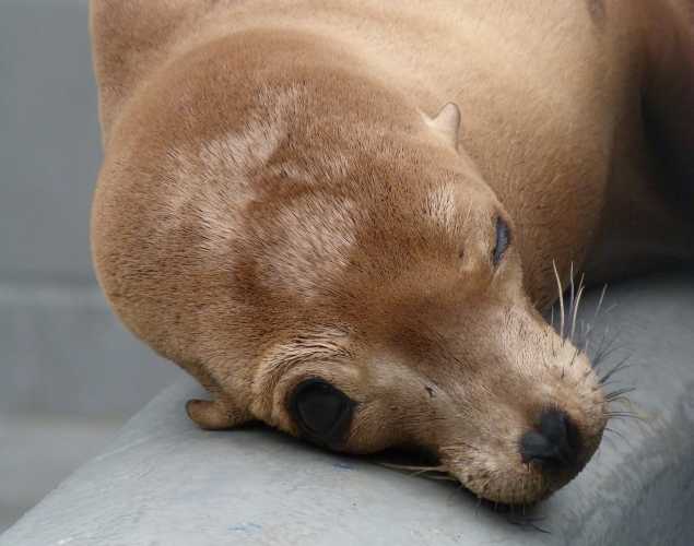 California sea lion Pham