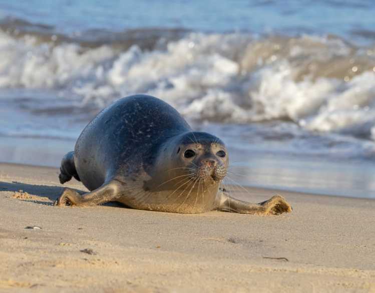 A harbor seal flopping on its belly, or galumphing, to move on the sand.