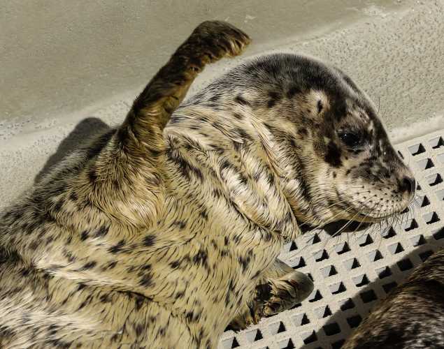 harbor seal Cauliflower