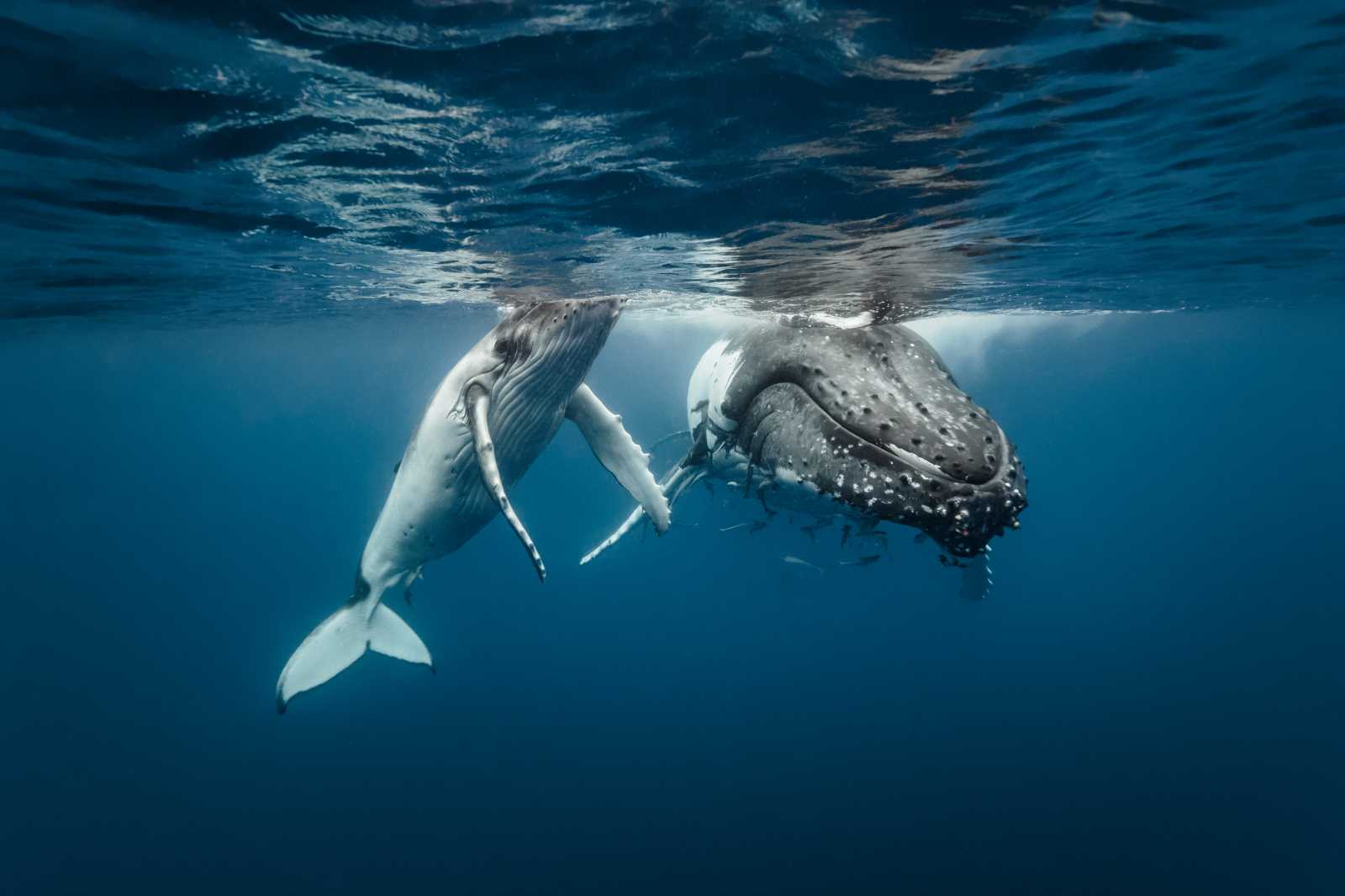 humpback whale and calf underwater
