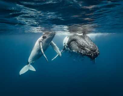 humpback whale and calf underwater