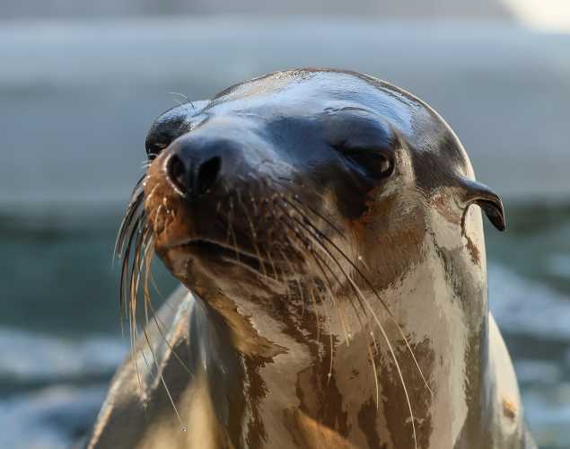 California sea lion Ozzy